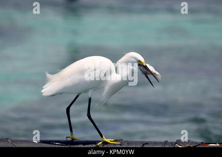 Reiher erwarten Fischen fangen. Cartagena, Kolumbien Stockfoto