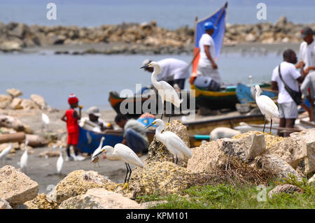 Reiher erwarten Fischen fangen. Cartagena, Kolumbien Stockfoto