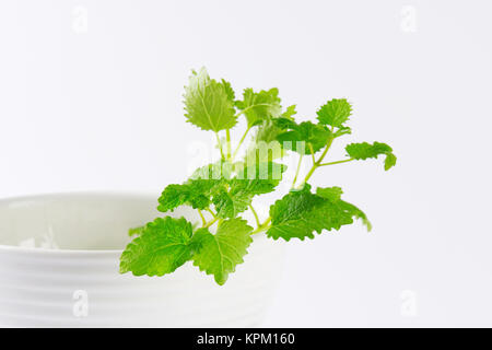 Frische Zitronenmelisse in Weiß Schüssel Stockfoto