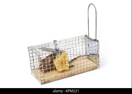 Schaufel oder Maus trap Stockfoto