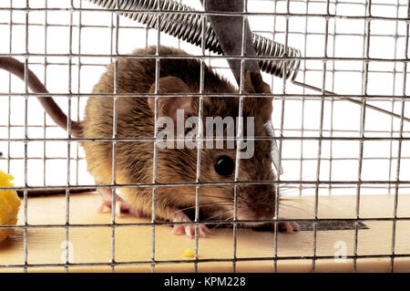 Schaufel oder Maus trap Stockfoto