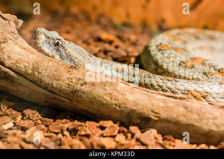 Schlange im Terrarium - levantinischen viper Stockfoto