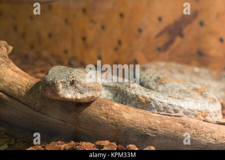 Schlange im Terrarium - levantinischen viper Stockfoto