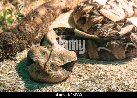 Schlange im Terrarium - Gabun viper Stockfoto