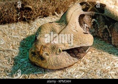 Schlange im Terrarium - Gabun viper Stockfoto