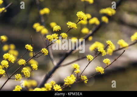 Cornus Officinalis Blume Frühling Blüte Stockfoto