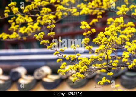 Cornus Officinalis Blume Frühling Blüte Stockfoto