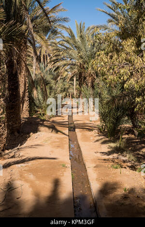 Oase in Hassilabied, Erg Chebbi, Moroco Stockfoto