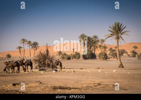 Oase in Hassilabied, Erg Chebbi, Moroco Stockfoto