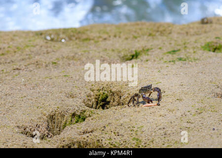 Krabben auf Felsen Stockfoto