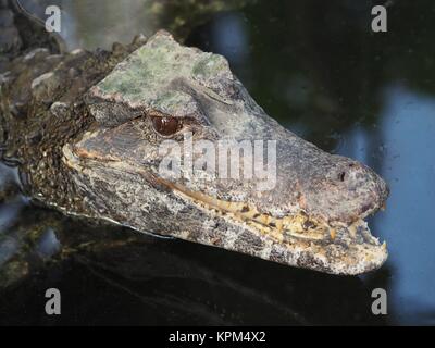 Kaiman mit Keilkopf und glatter Front Stockfoto