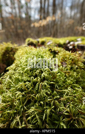 Moosbedeckter Baumstumpf auf einer Waldlichtung Stockfoto