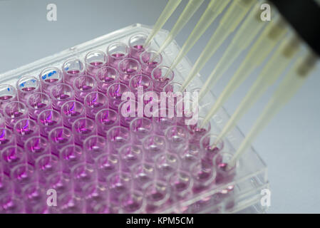 96 Well Platten für immunologische Labor Stockfoto