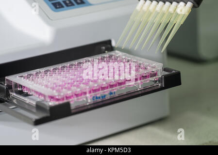 96 Well Platten für immunologische Labor Stockfoto