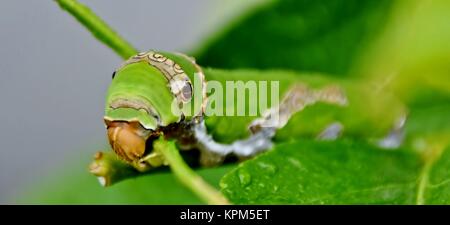 König Seite Swallowtail Caterpillar Stockfoto