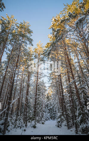 Winter Schnee bedeckten Bäume. Viitna, Estland. Stockfoto