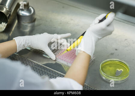 Forscher transfers Prüfung Flüssigkeit 96 Well Platten für mikrobiologische Labor Stockfoto