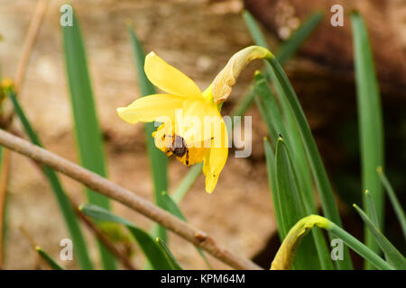 Blumen Narzisse gelb Stockfoto