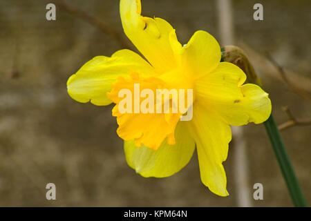 Blumen Narzisse gelb Stockfoto