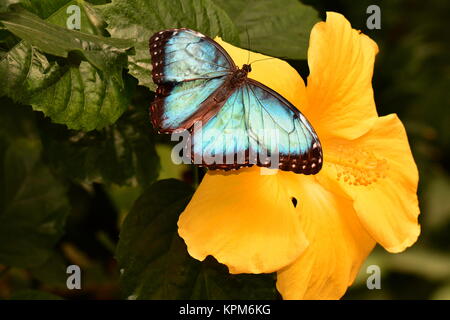 Eine hübsche blaue Morpho butterfly landet in den Gärten für einen Besuch. Stockfoto