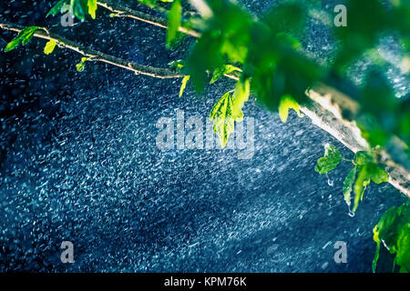 Regen im Regenwald Stockfoto