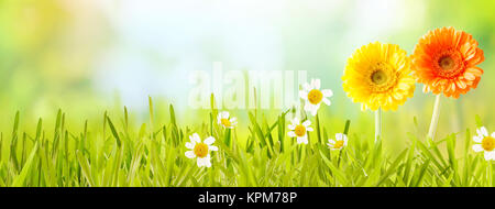 Bunte frische Panoramablick Feder Banner mit orange und gelbe Blumen und weißen daises in neue grüne Gras in einen Garten oder eine Wiese mit Kopie Raum über ein unscharfer Natur Hintergrund Stockfoto