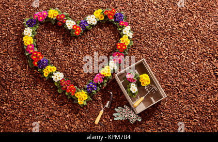 Eingemachte Blumen in Pink, Lila, Gelb, Rot und Weiß in Form einer valentine Herz neben Gartengeräte über braunes Holz chip Hintergrund angeordnet Stockfoto