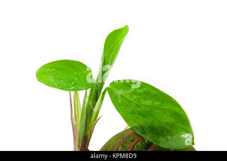 Maranta tricolor isoliert Stockfoto