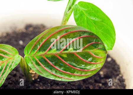 Maranta tricolor isoliert Stockfoto