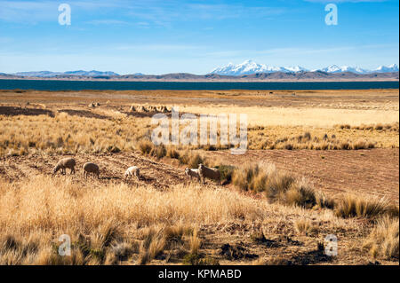 Titicaca-See von der bolivianischen Seite Stockfoto