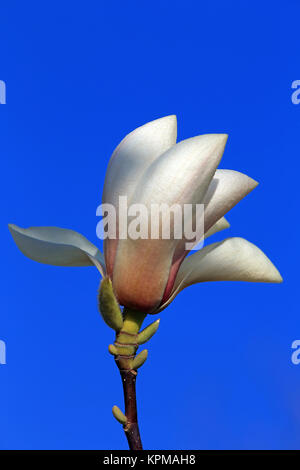 Blühende magnolia sprengeri gegen den blauen Himmel Stockfoto