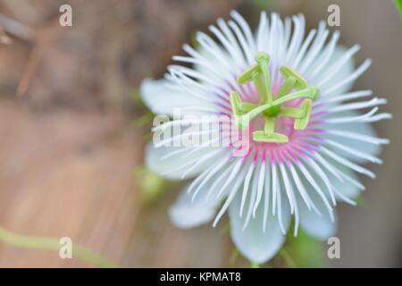 Wilde Blumen, maracuja Passiflora foetida, Weiß Rosa Lila und Grün, Townsville, Queensland, Australien Stockfoto