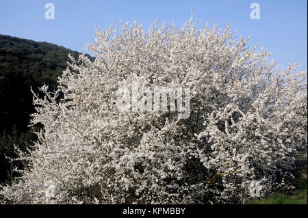 Baum weiß blumen Stockfoto