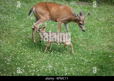 Auf einem Daisy übersäten Rasen im Frühling, einen Dollar aufmerksam ist eine lebendige neue fawn kümmern, während seine Mutter vorübergehend abwesend ist. Stockfoto