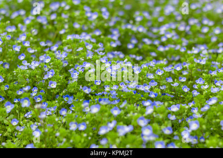 Blaue Blumen von Veronica Stockfoto