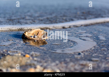 Australische Perlen über eine alte Schale am Strand umspült von den Wellen des Meeres. Stockfoto