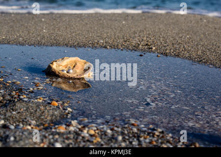 Australische Perlen über eine alte Schale am Strand umspült von den Wellen des Meeres. Stockfoto