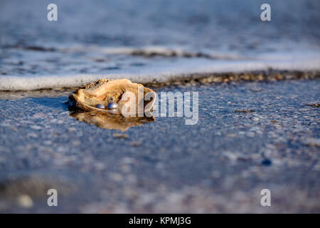 Australische Perlen über eine alte Schale am Strand umspült von den Wellen des Meeres. Stockfoto