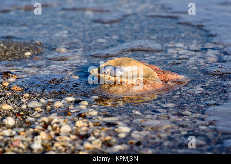 Australische Perlen über eine alte Schale am Strand umspült von den Wellen des Meeres. Stockfoto