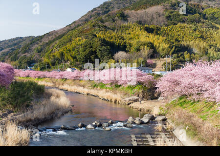 Sakura und Fluss in kawazu Stadt Stockfoto