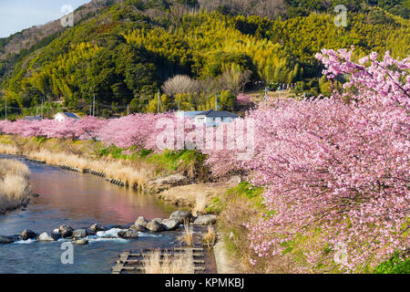 Sakura und Fluss in kawazu Stockfoto