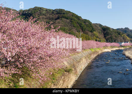 Sakura und Fluss in kawazu Stockfoto