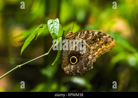 Achilles Morpho Schmetterling Blatt vertikal gehockt Stockfoto