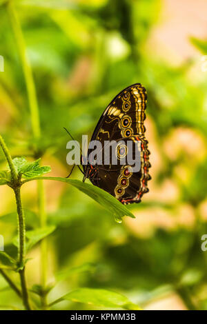 Morpho Achilles mit Flügeln auf Blatt angehoben Stockfoto