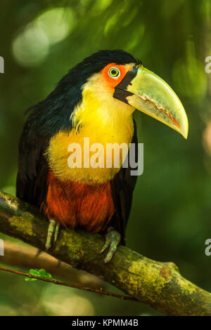 Grün-billed Tukan thront auf Zweig im Dschungel Stockfoto