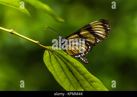 Philaethria Wernickei thront auf langen grünen Blatt Stockfoto