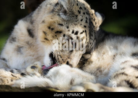 Snow Leopard, Irbis Uncia uncia Stockfoto