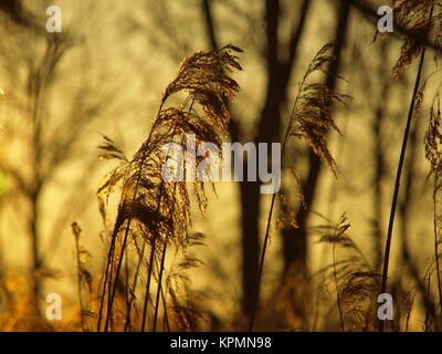 reed alps am Abend im Amperau Stockfoto