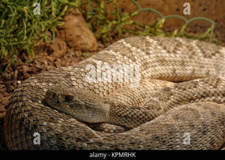 Schlange im Terrarium - levantinischen viper Stockfoto