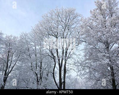 Kronen der Bäume durch Schnee gegen den blauen Himmel bedeckt. Winterlandschaft. Stockfoto